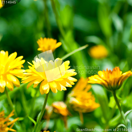 Image of yellow gerber flowers