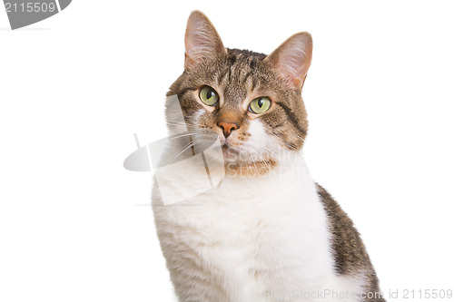 Image of domestic cat with green eyes on isolated white