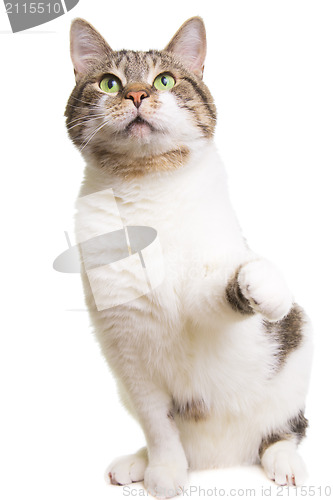 Image of playing cat with green eyes on isolated white 