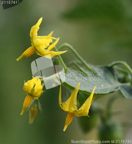 Image of Tomato flowers