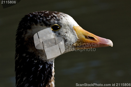 Image of  brown  duck whit black  eye