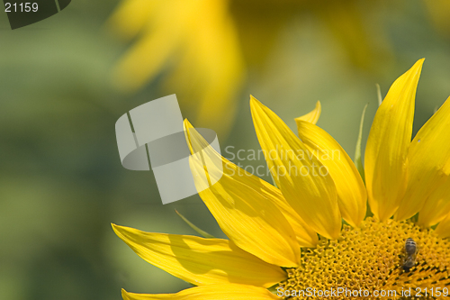 Image of Sunflower close-up