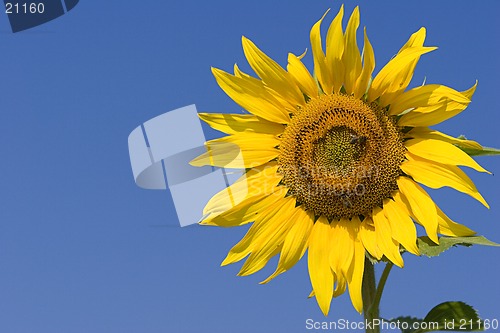 Image of Sunflower