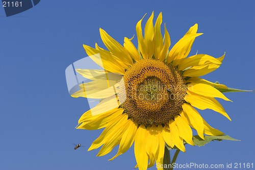 Image of Sunflower and bee