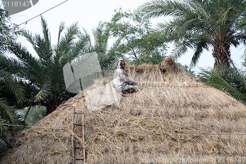 Image of After the rice harvest, repairing the thatched roofs in Kumrokhali, West Bengal, India