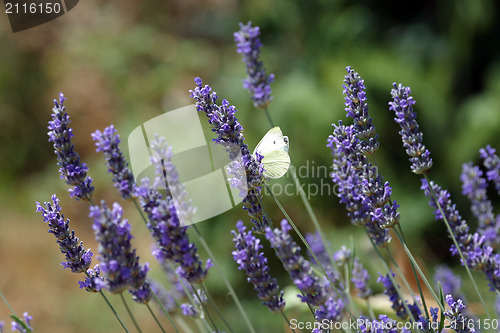 Image of White butterfly feeding on blue flowers