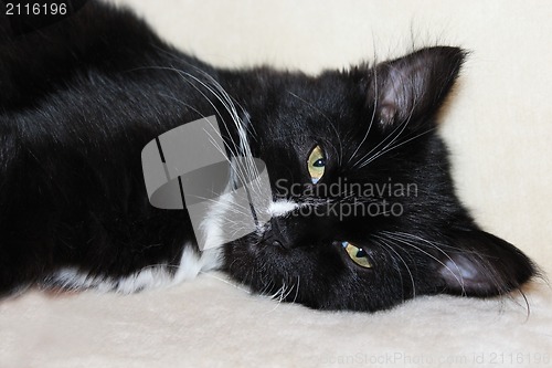 Image of The black cat sleeps on a sofa