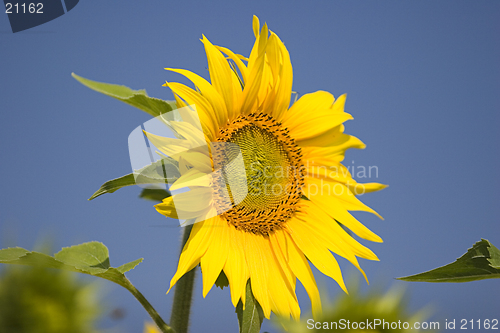 Image of Sunflower