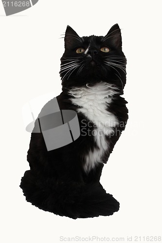 Image of Black cat on a white background