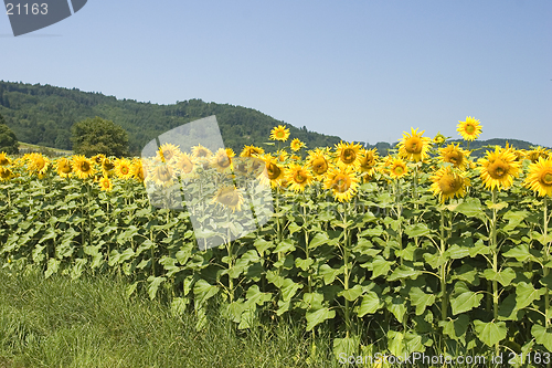 Image of Sunflower Field