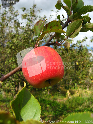 Image of very tasty and ripe red apple