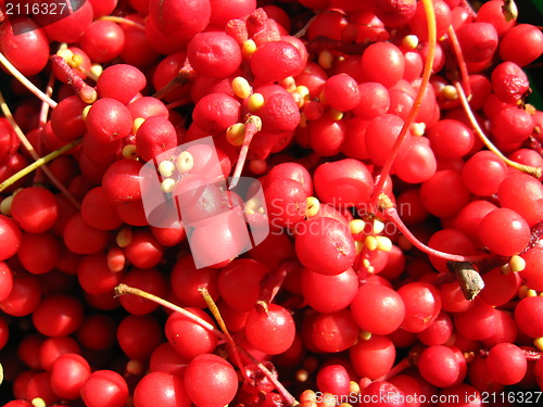 Image of The harvest of red schizandra