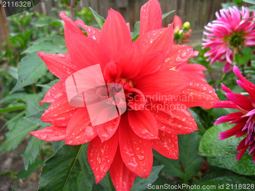 Image of a beautiful flower of Dahlia