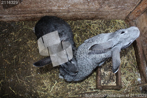 Image of a pair of grey rabbits in the cell
