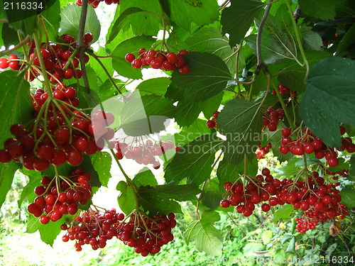 Image of Clusters of a red ripe guelder-rose