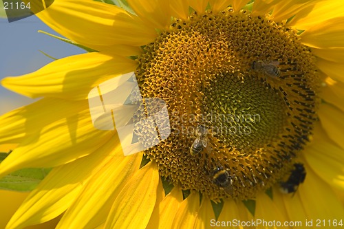Image of Sunflower close-up