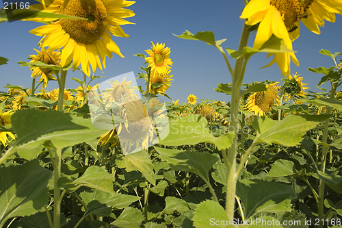 Image of Sunflower Field