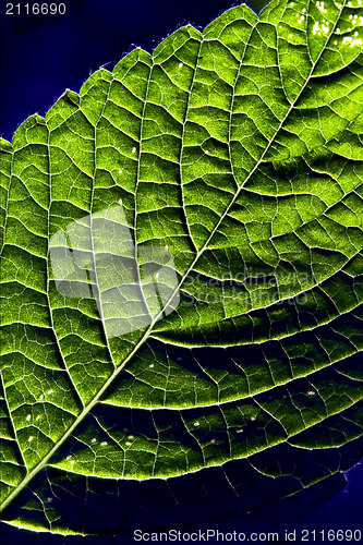 Image of  green and blue 
