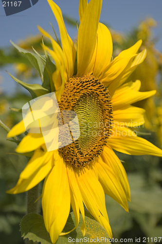 Image of Sunflower