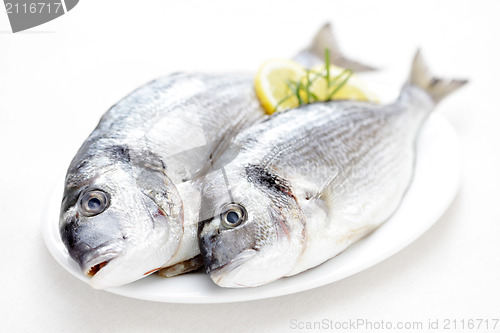 Image of fresh dorada