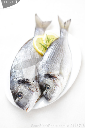 Image of fresh dorada