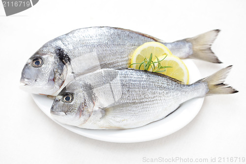 Image of fresh dorada