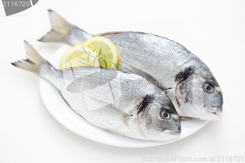 Image of fresh dorada