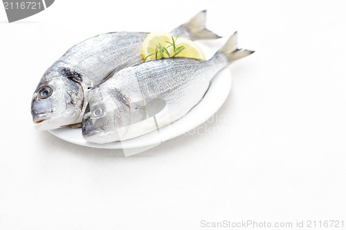 Image of fresh dorada