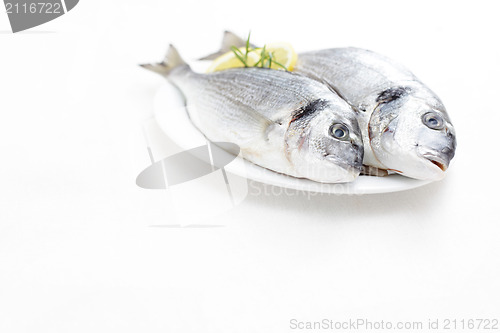 Image of fresh dorada