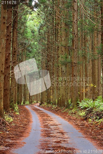 Image of Forest autumn path