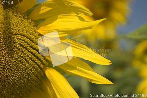 Image of Sunflower close-up