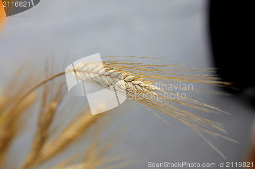 Image of Wheat