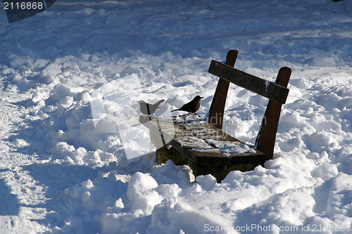 Image of Small birds perched on a bench in a snow park