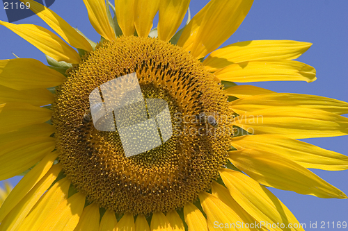 Image of Sunflower