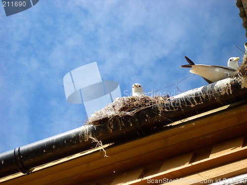 Image of Seagulls nest on roof