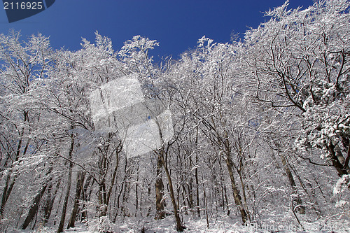 Image of Winter landscape trees under snow