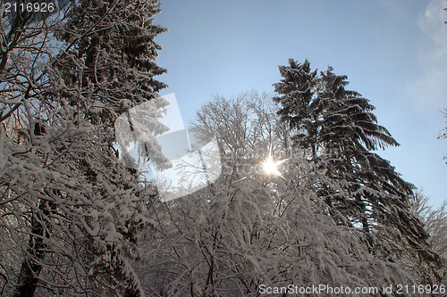 Image of Winter landscape trees under snow