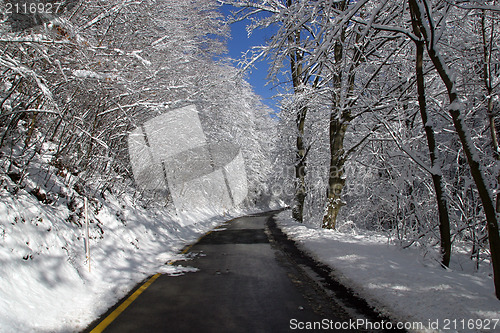 Image of Winter landscape trees under snow