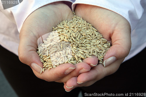 Image of Wheat in woman's hand