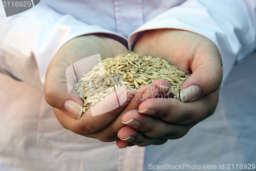 Image of Wheat in woman's hand