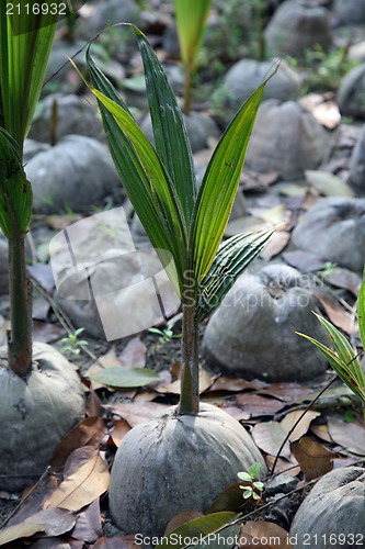 Image of Coconut seeding in the farmland