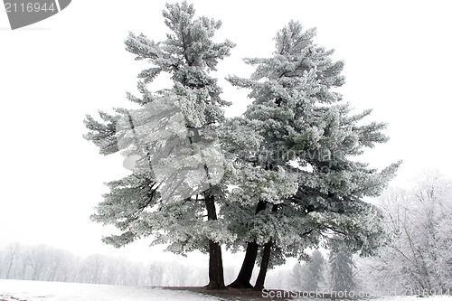 Image of Snowy tree, alone in the snowy field