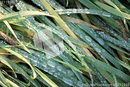 Image of morning dew