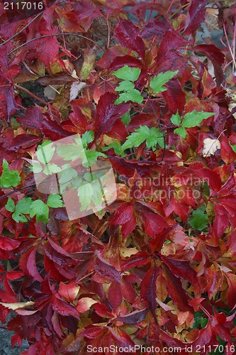 Image of Autumn leaves
