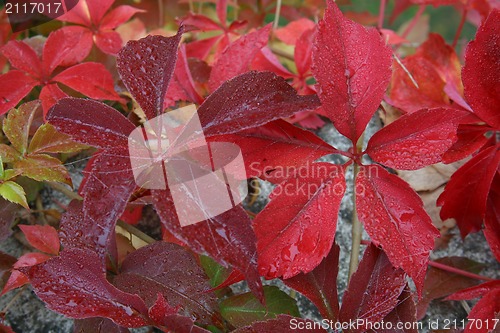 Image of Autumn leaves