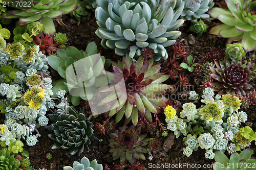 Image of Sempervivum tectorum in closeup, housekeep