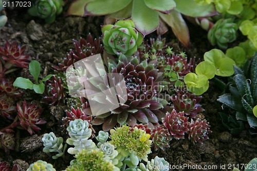 Image of Sempervivum tectorum in closeup, housekeep