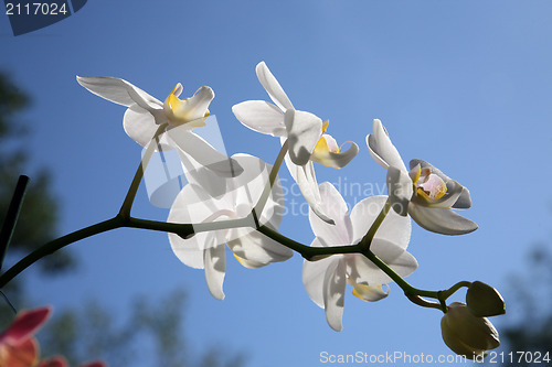 Image of Beautiful white orchid flowers cluster