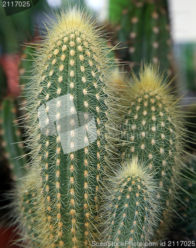 Image of Cactus