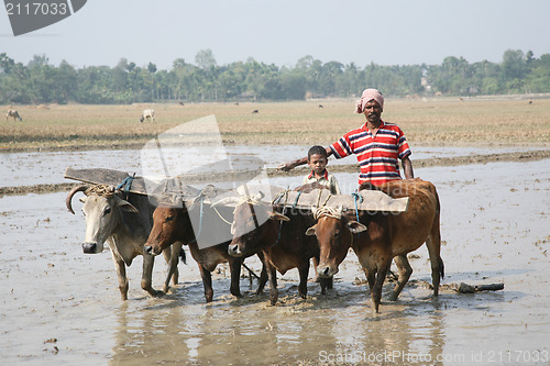 Image of Farmers plowing agricultural field in traditional way where a plow is attached to bulls in Gosaba, West Bengal, India.